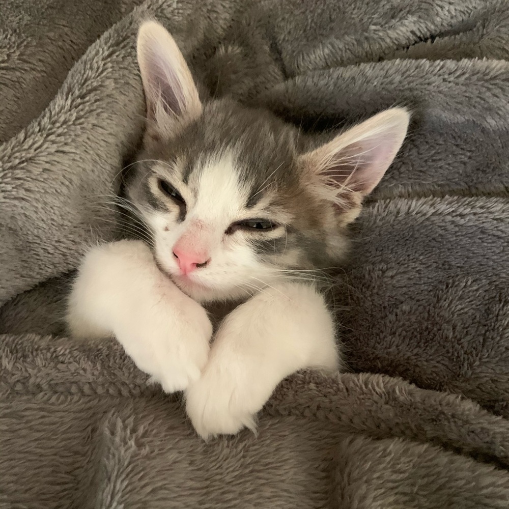 Meet your Posher, Harmony